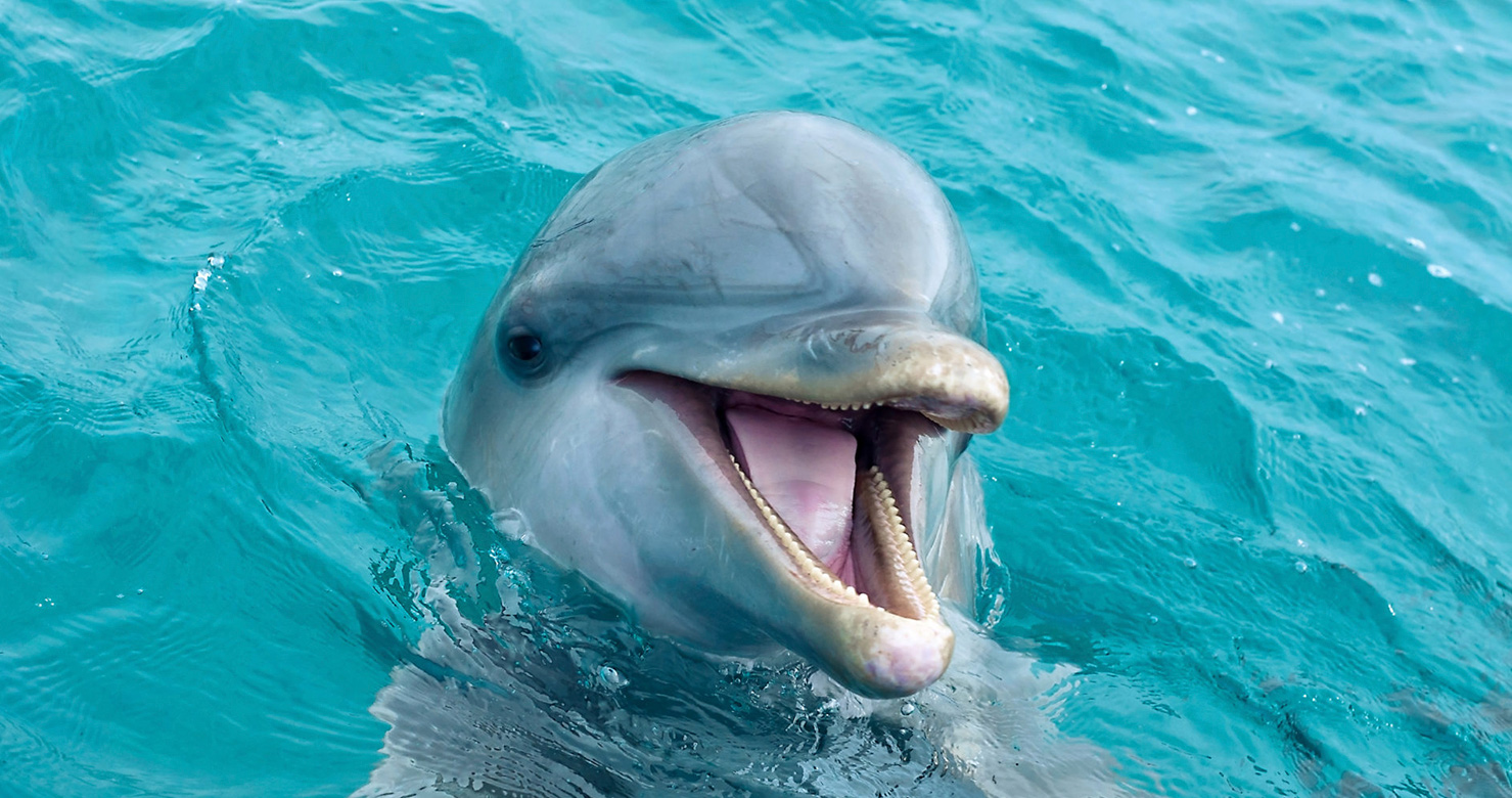 How to See JoJo the Dolphin in the Turks & Caicos