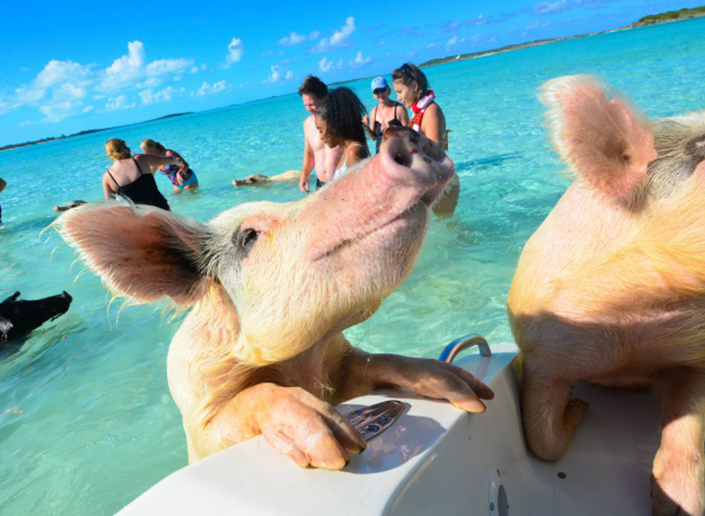 pigs bahamas
