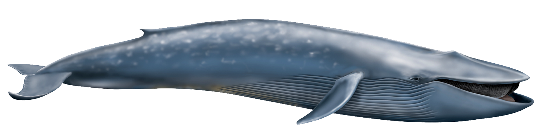 Blue Whale